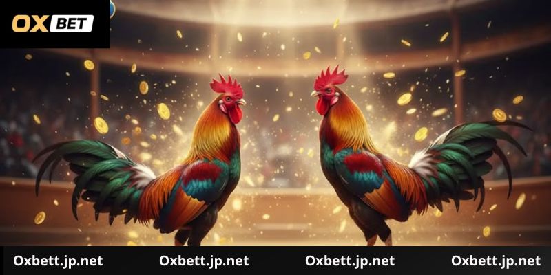 Các trường đấu đá gà Oxbet cung cấp