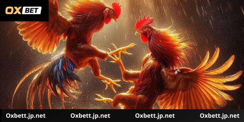 Giới thiệu đá gà cựa dao Oxbet an toàn và uy tín