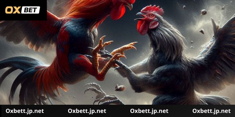 Hướng dẫn tham gia chơi đá gà cựa dao Oxbet