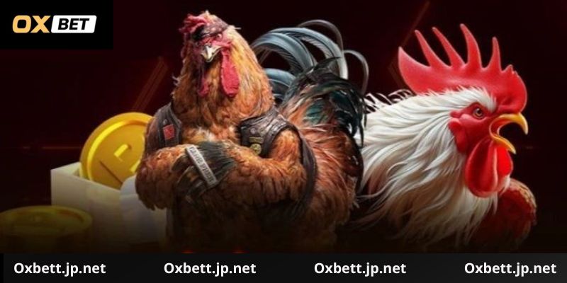 Hướng dẫn tham gia và đặt cược đà gà Tre Oxbet