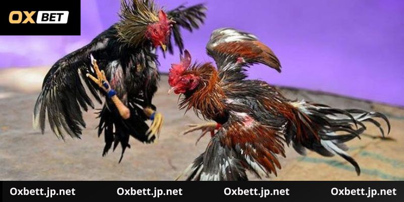 Lý do đá gà Oxbet lại thu hút nhiêu người chơi như vậy
